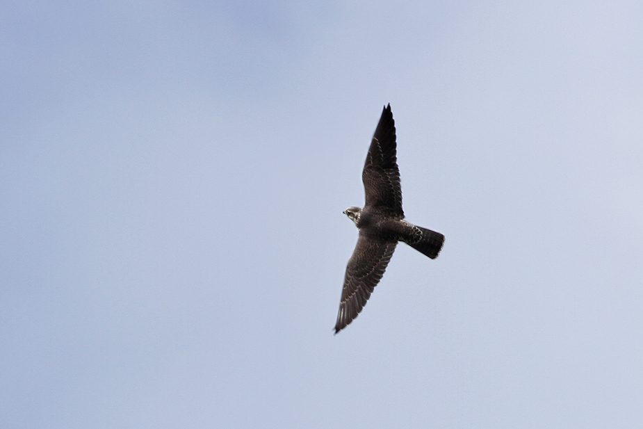 Fugl-Falco peregrinus_9373