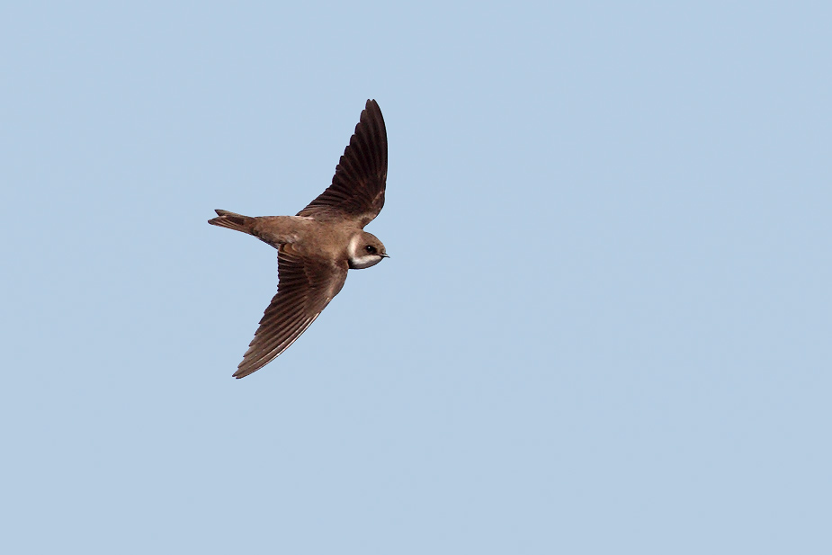 Fugl-Riparia riparia_0528