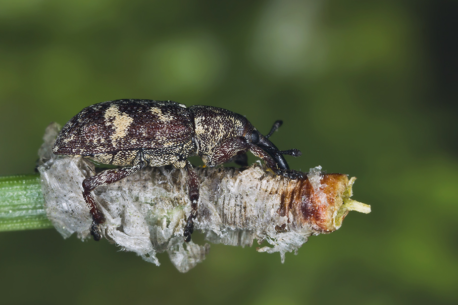 Pissodes validirostris_6479-1