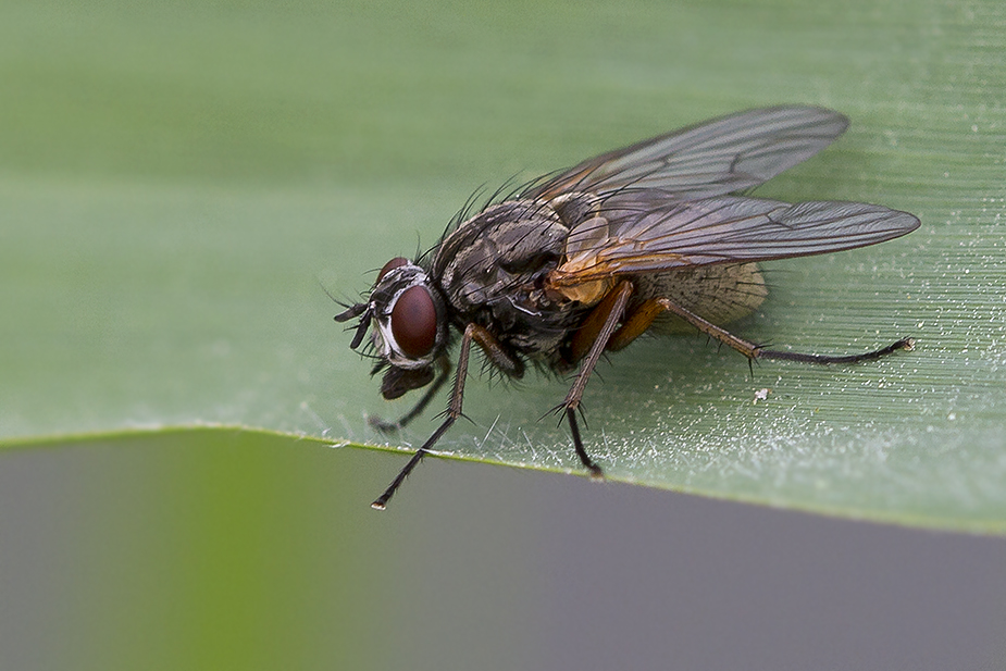 Mydaea sp.Porsemosen 21/05/2016http://www.fugleognatur.dk/forum/show_message.asp?MessageID=1553381&ForumID=36