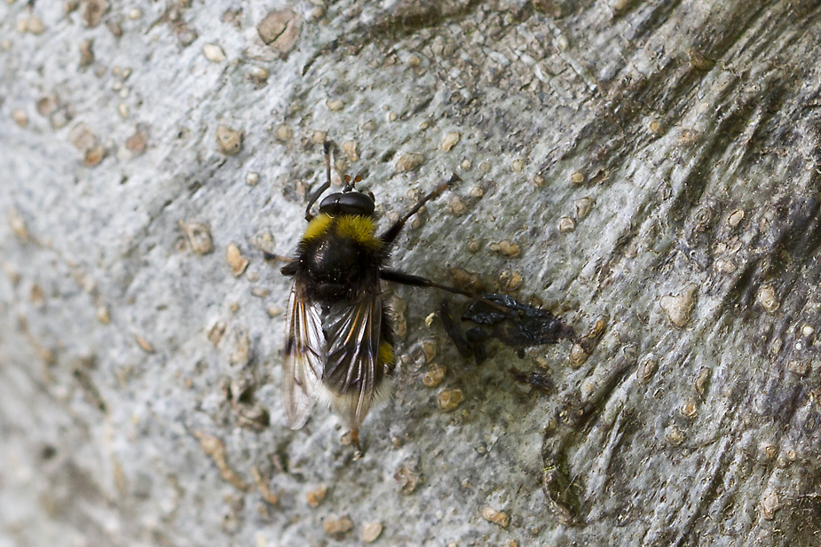 Pocota personata_9220