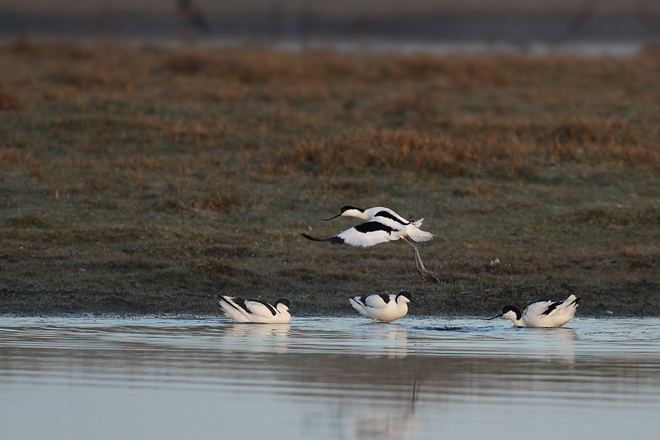 Fugl-Recurvirostra avosetta_8413