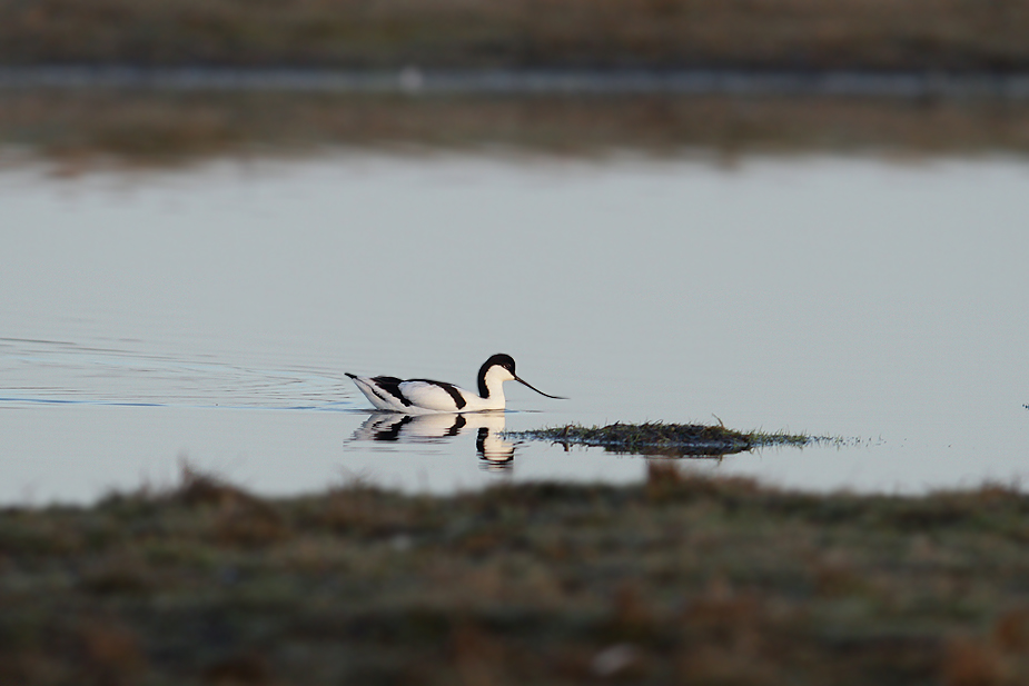 Fugl-Recurvirostra avosetta_8466