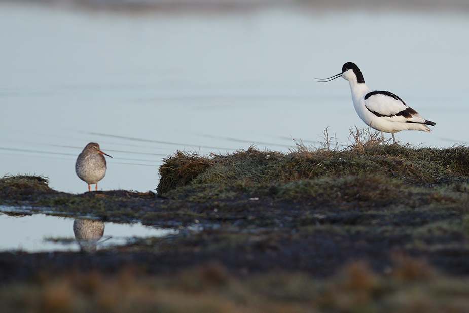 Fugl-Recurvirostra avosetta_8517