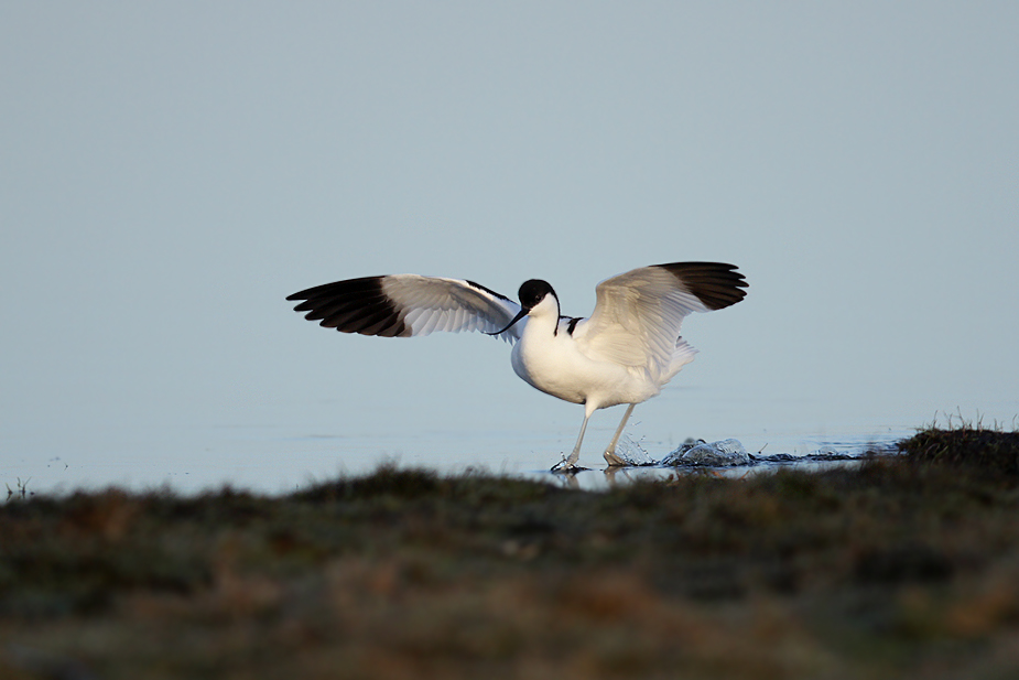 Fugl-Recurvirostra avosetta_8520