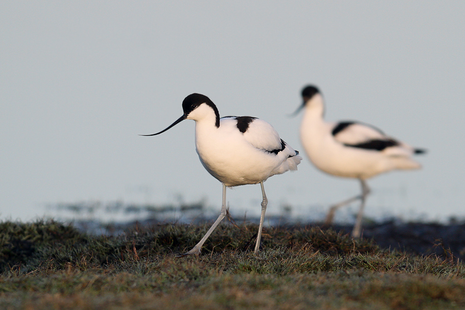 Fugl-Recurvirostra avosetta_8536