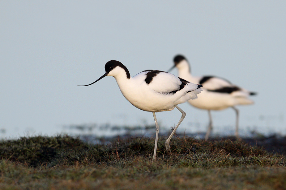 Fugl-Recurvirostra avosetta_8537