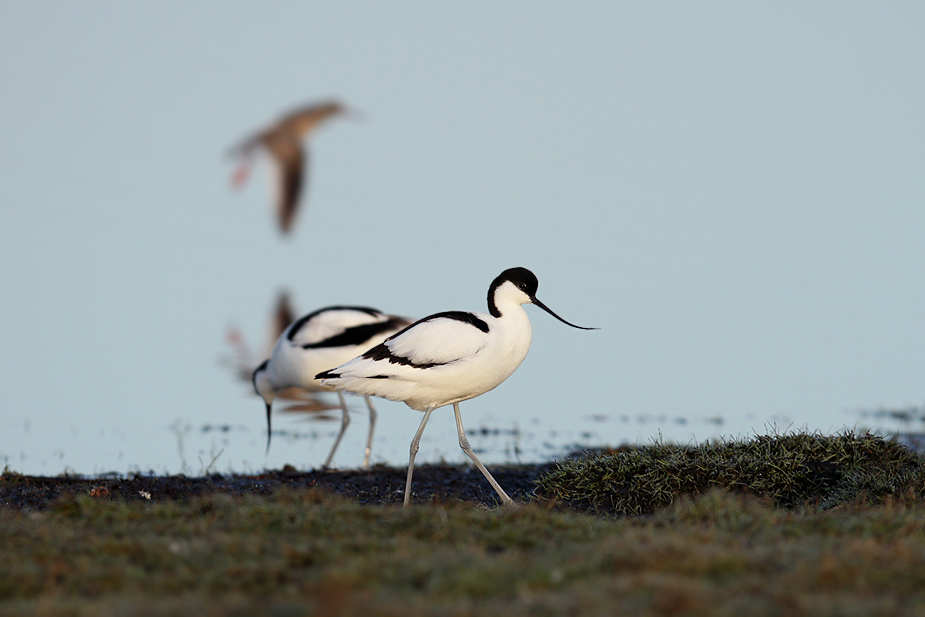 Fugl-Recurvirostra avosetta_8543