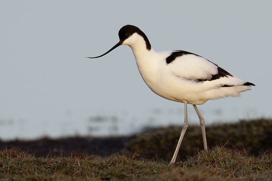 Fugl-Recurvirostra avosetta_8549