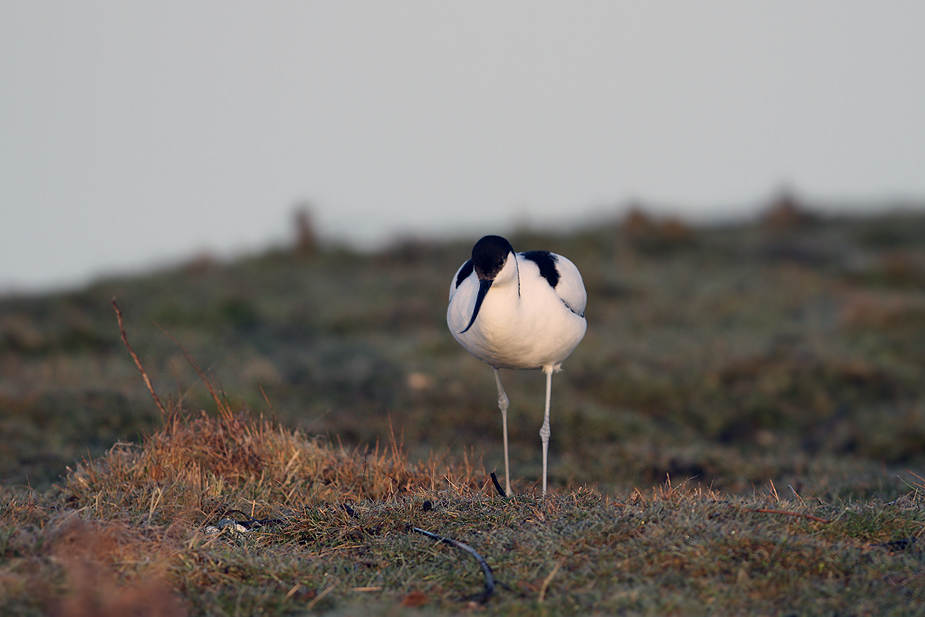 Fugl-Recurvirostra avosetta_8553