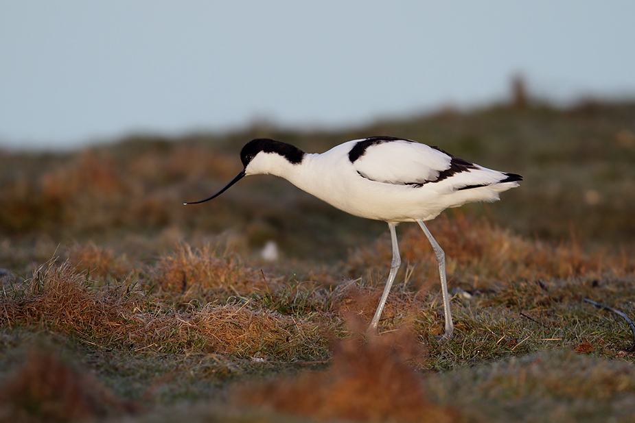 Fugl-Recurvirostra avosetta_8554