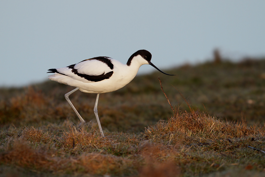 Fugl-Recurvirostra avosetta_8556