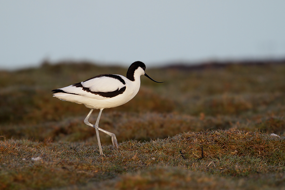 Fugl-Recurvirostra avosetta_8557