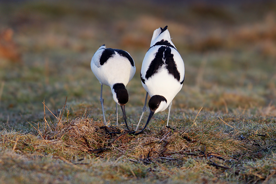 Fugl-Recurvirostra avosetta_8560