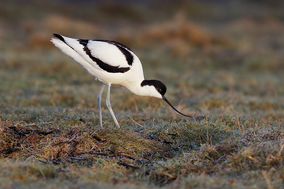 Fugl-Recurvirostra avosetta_8563