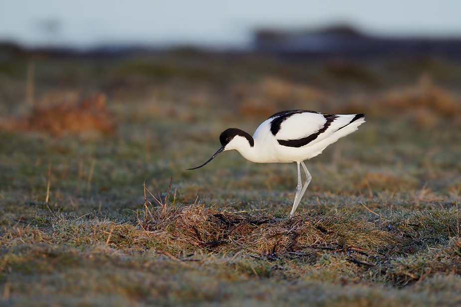 Fugl-Recurvirostra avosetta_8567