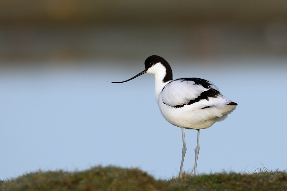 Fugl-Recurvirostra avosetta_8614