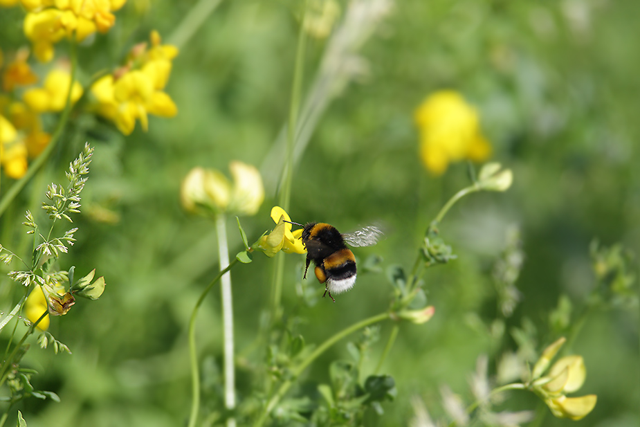 Bombus terrestris_1113-1