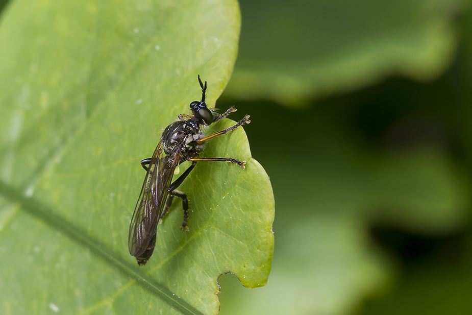 Dioctria rufipes_7093