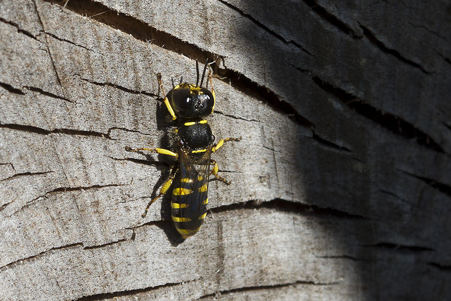 Ectemnius cavifrons_9458