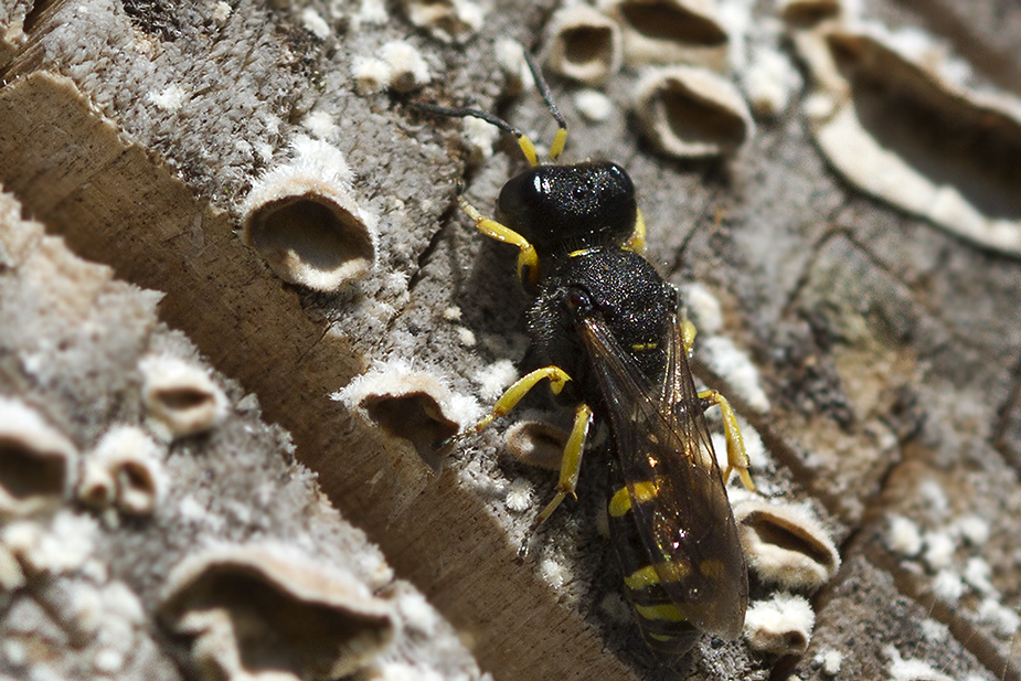 Ectemnius continuus_9418