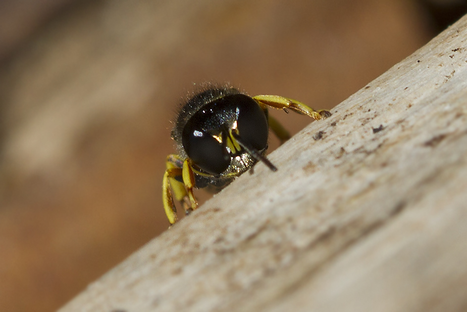 Ectemnius continuus_9421