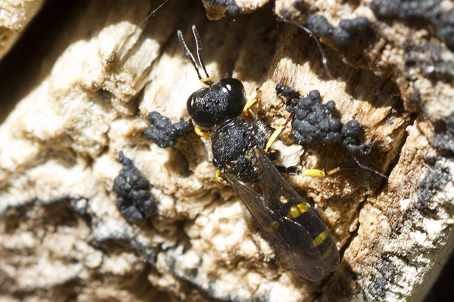 Ectemnius continuus_9424