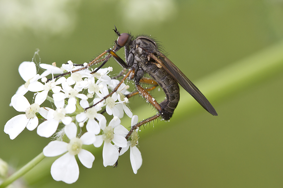Empis tessellata_7081