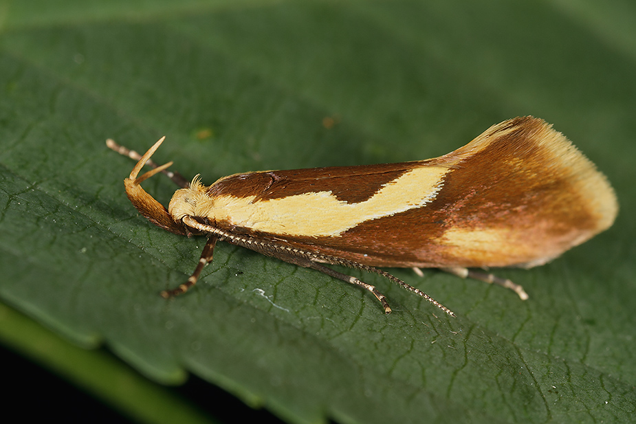 Harpella forficella_6740