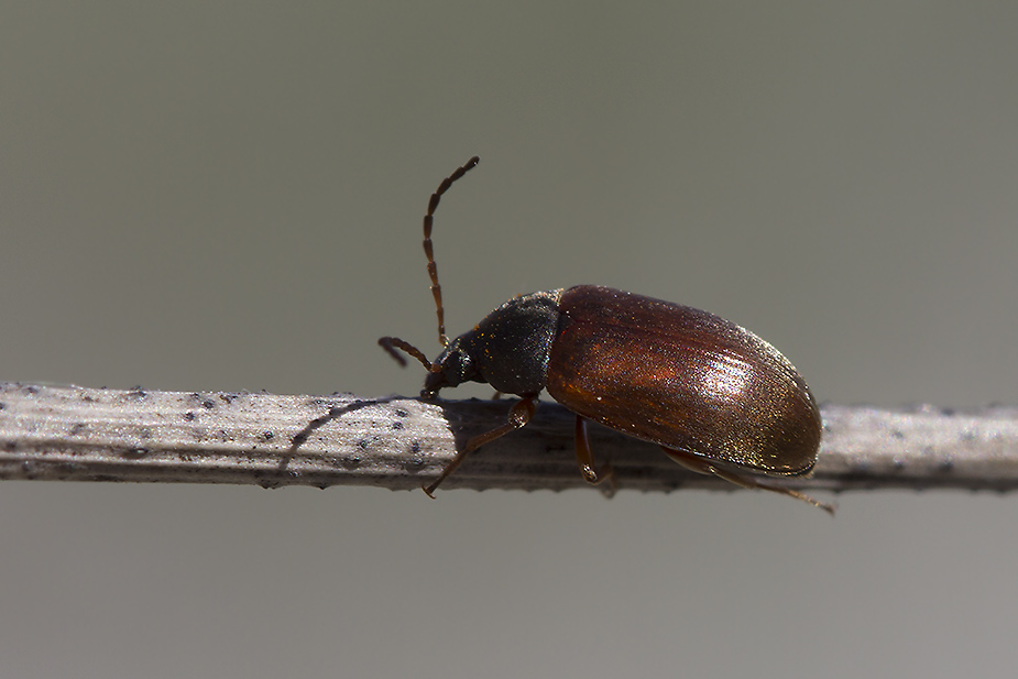 Isomira thoracica_9523