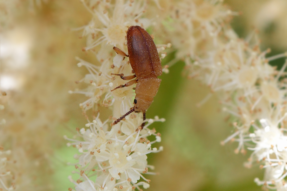 Antherophagus pallens_0300