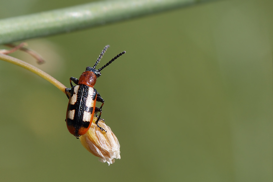 Crioceris asparagi_0318