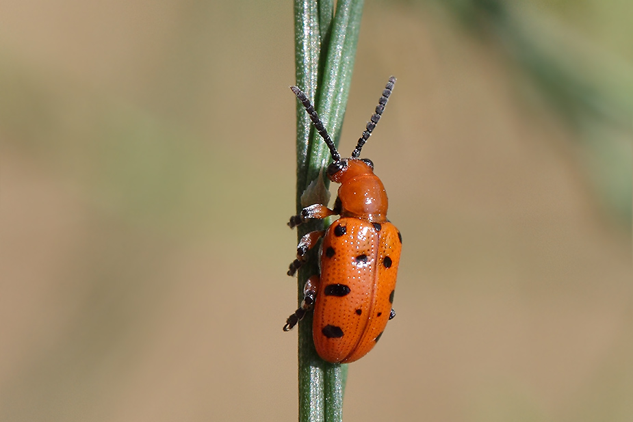 Crioceris duodecimpunctata_0327