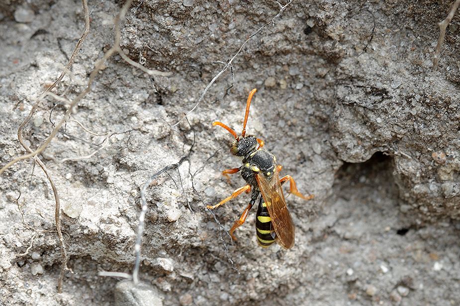 Nomada goodeniana_8856
