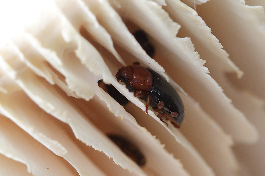 Triplax russica_9319