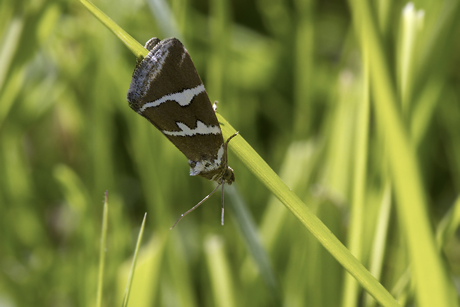 Deltote bankiana_9400