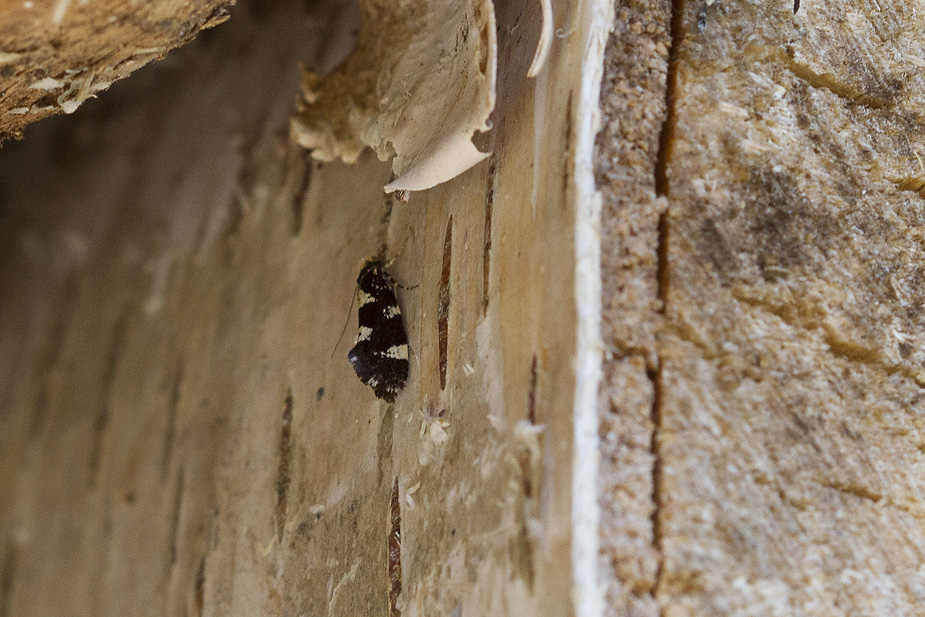 Triaxomera fulvimitrella_9409