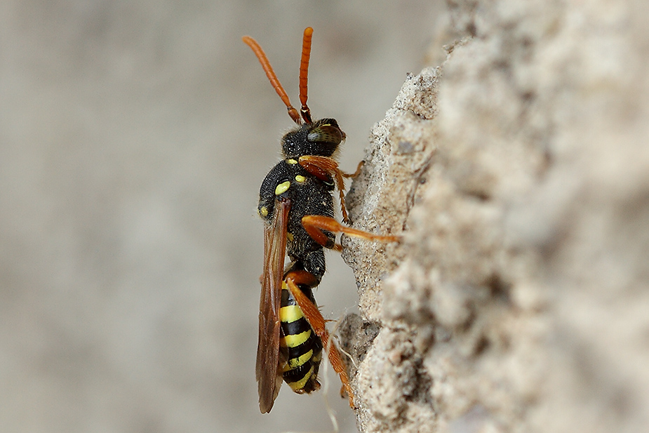 Nomada goodeniana_8833