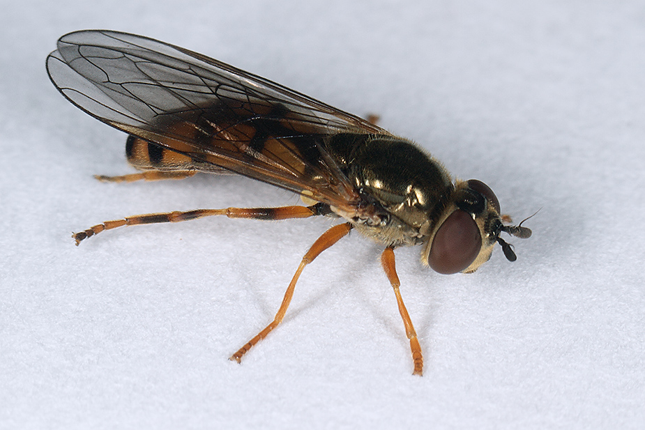 Platycheirus scambus_6563-1