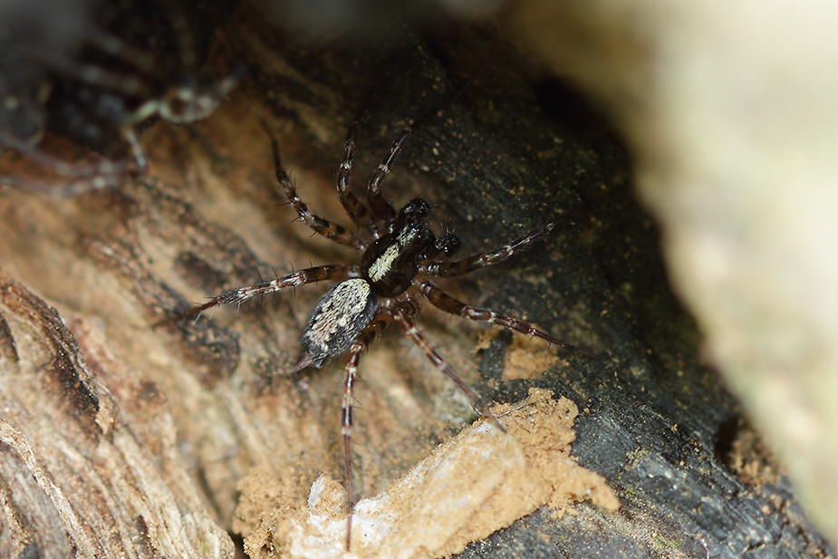 Textrix denticulata_1019