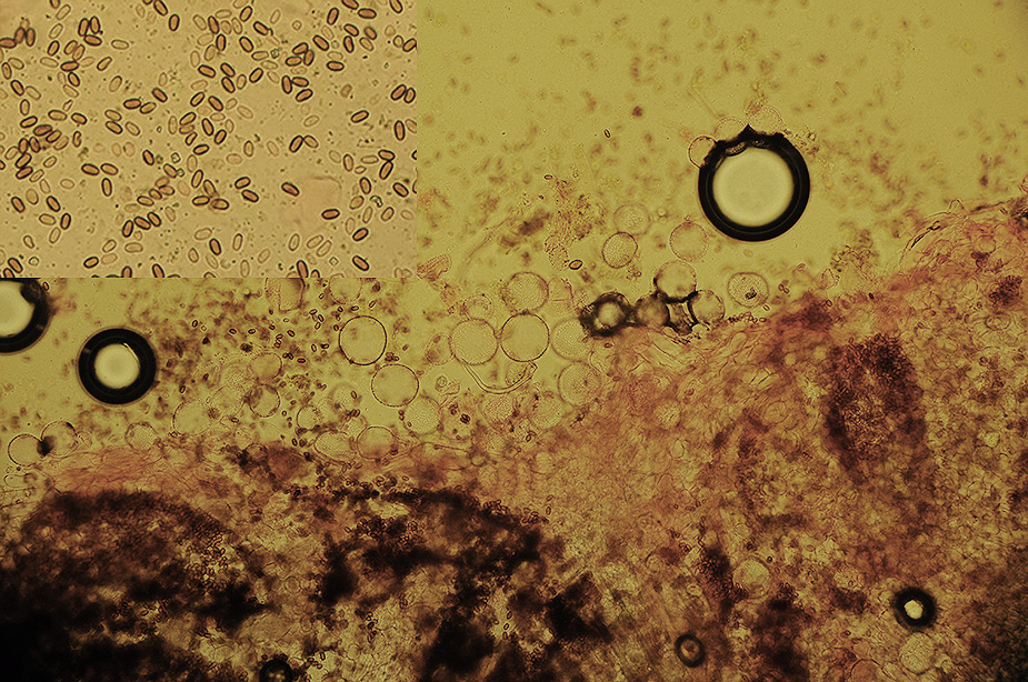 Coprinopsis stercorea_0004