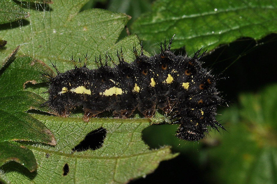 Vanessa atalanta_0371