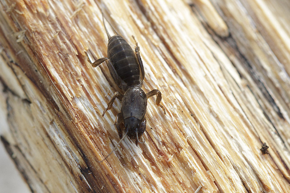 Gryllotalpa gryllotalpa_6806