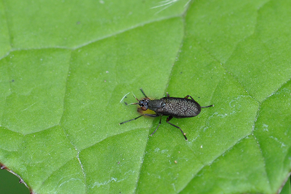 Coremacera marginata_0502