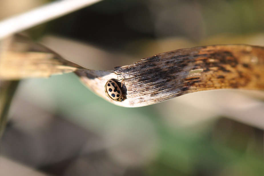 Tytthaspis sedecimpunctata_0091
