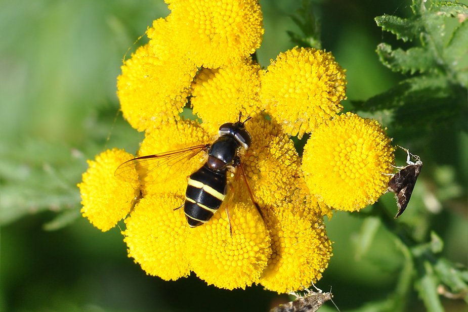 Dasysyrphus tricinctus_0116