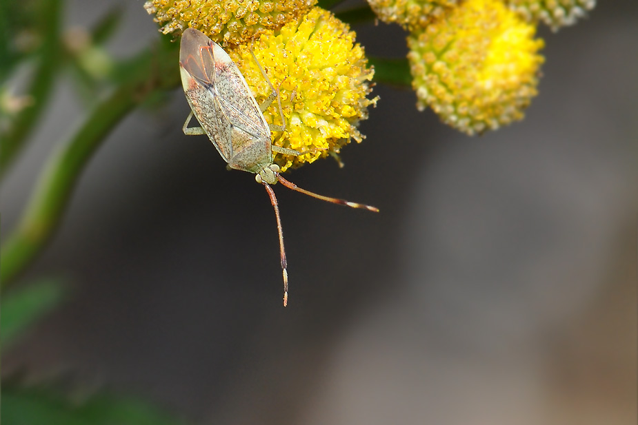 Pantilius tunicatus_0126