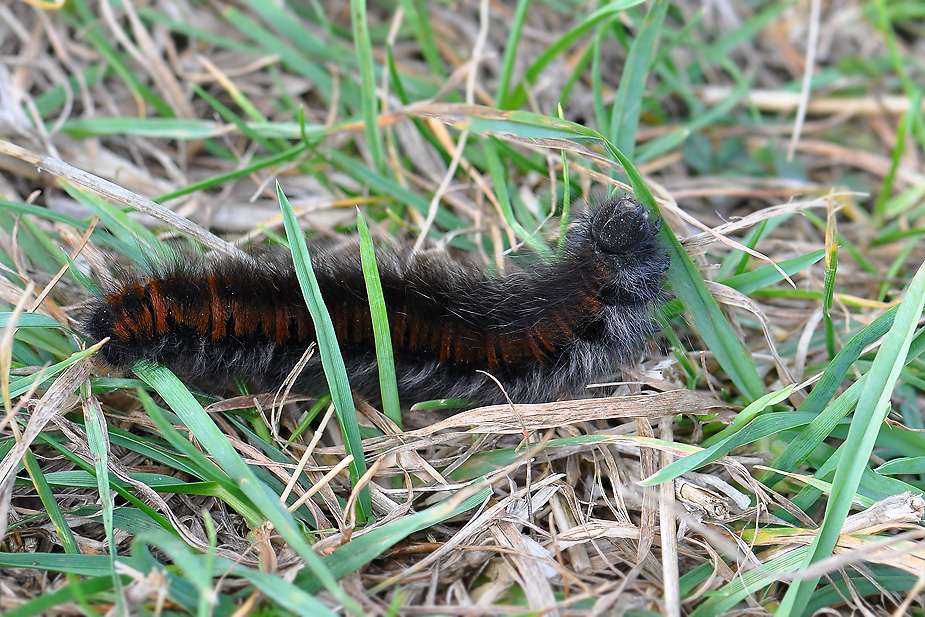 Macrothylacia rubi_0164