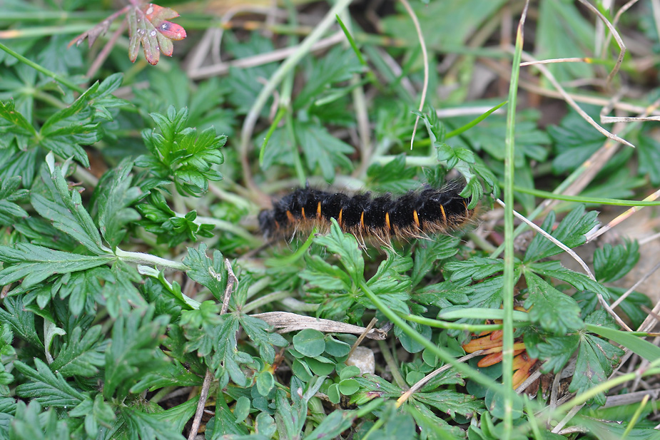 Macrothylacia rubi_0208