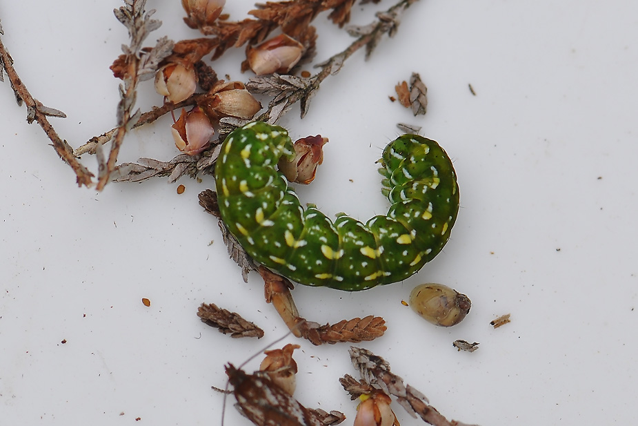 Anarta myrtilli_0215